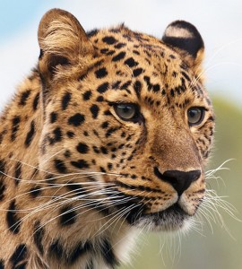 Leopardo