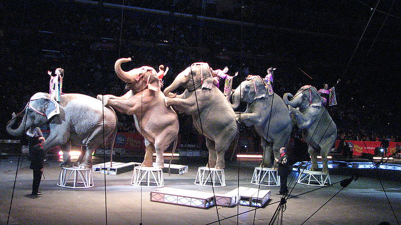El Ayuntamiento de Madrid aprueba la propuesta que valora prohibir la presencia de animales salvajes en circos