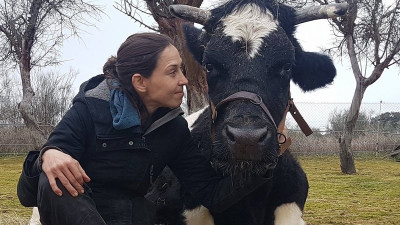 Carmen, la vaca de Wings of Heart, no va a ser sacrificada por la Comunidad de Madrid