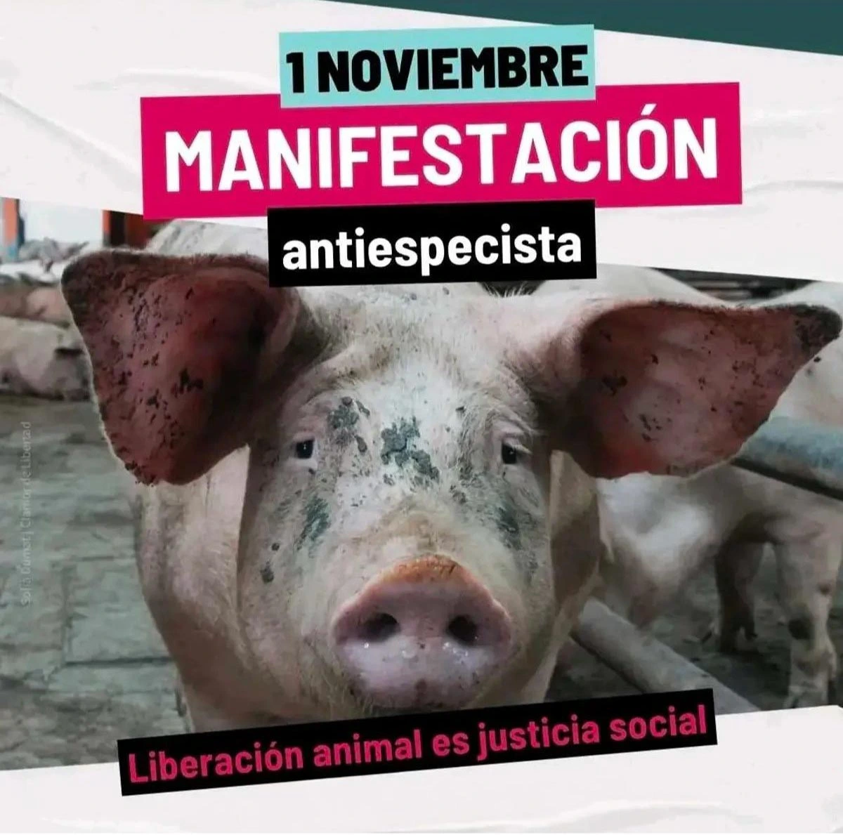 Manifestación antiespecista 2026 en Madrid