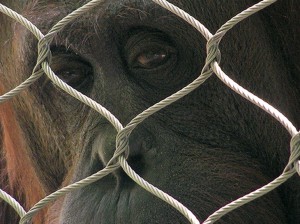 Lugares que debes evitar en Madrid si respetas a los animales