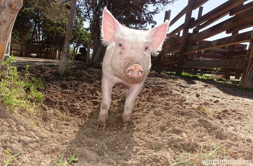 Dónde acudir y cómo ayudar en Madrid si respetas a los animales