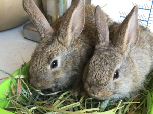 La Madriguera quiere concienciar sobre el cuidado de los conejos tras estreno de Peter Rabbit