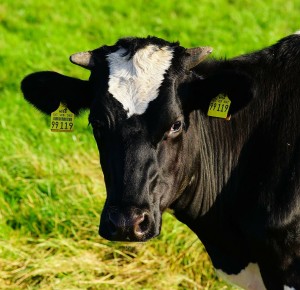 cow-milk-cow-beef-pasture