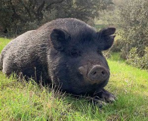 Santuarios de animales en España