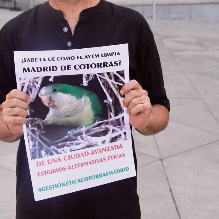 El Ayuntamiento de Madrid planea exterminar a miles de cotorras