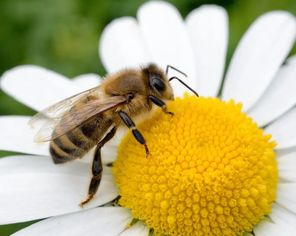 Animales tienen conciencia