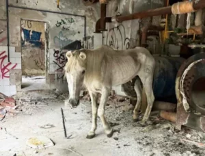 Santuario Vegan denuncia