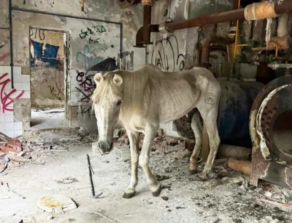 Santuario Vegan denuncia