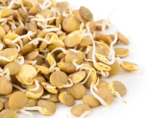 Digestibilidad de las legumbres