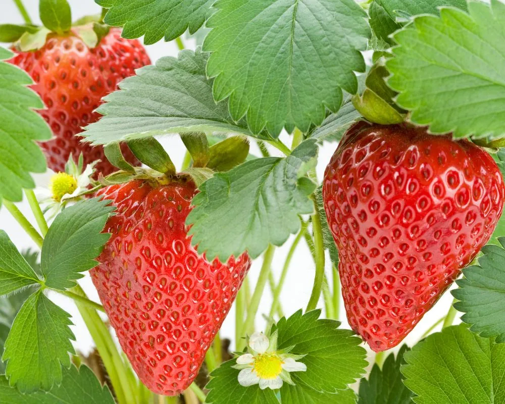 Frutas y verduras de temporada en mayo