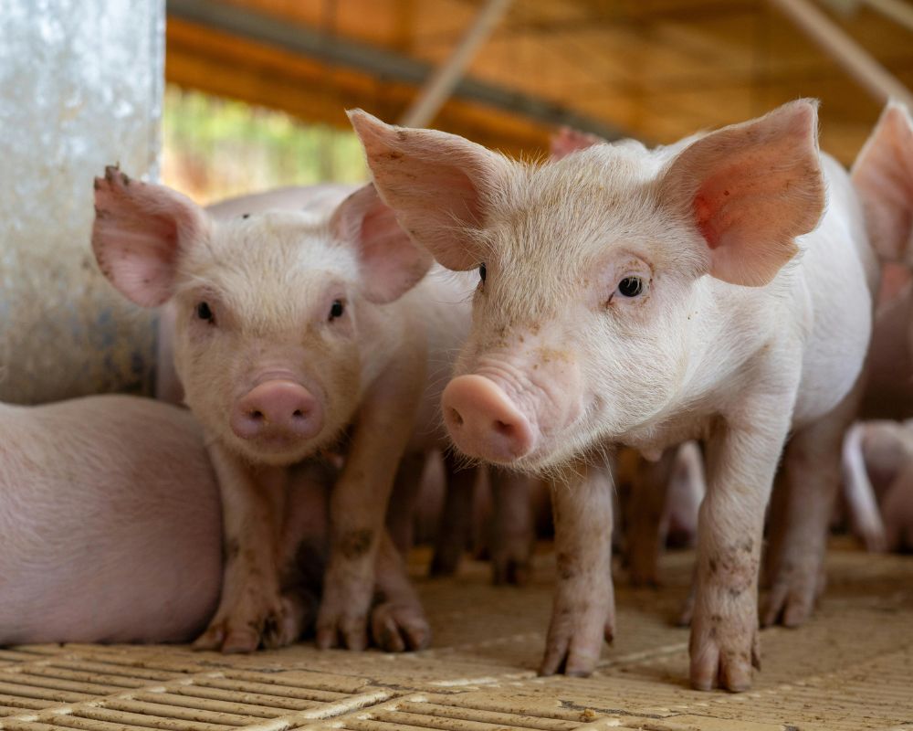 Día Mundial del Veganismo: el cambio está en nuestras manos