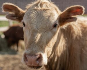 Día Mundial del Veganismo: el cambio está en nuestras manos