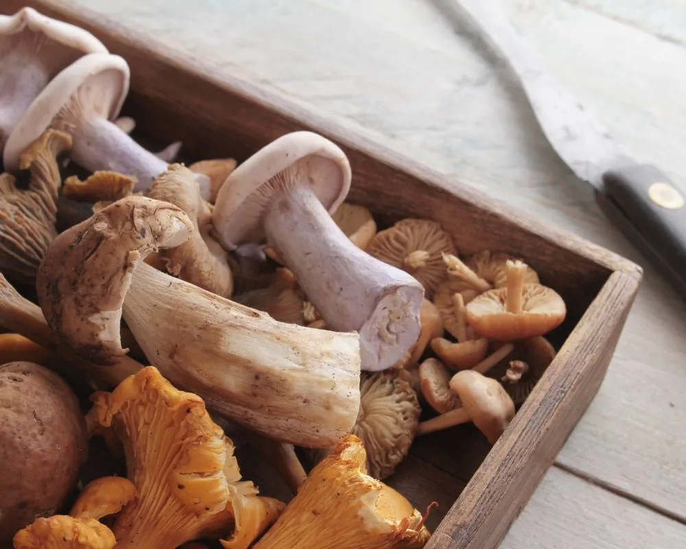 Recetas veganas con setas para disfrutar el otoño